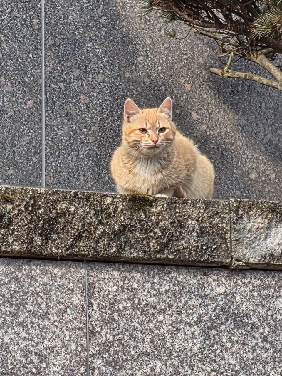 고양이